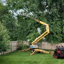 Best Palm Tree Trimming  in Beale Af, CA