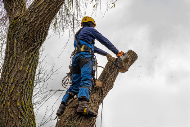 Best Tree Trimming and Pruning  in Beale Af, CA