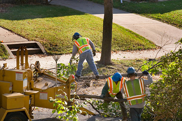 Best Lawn Disease Treatment  in Beale Af, CA