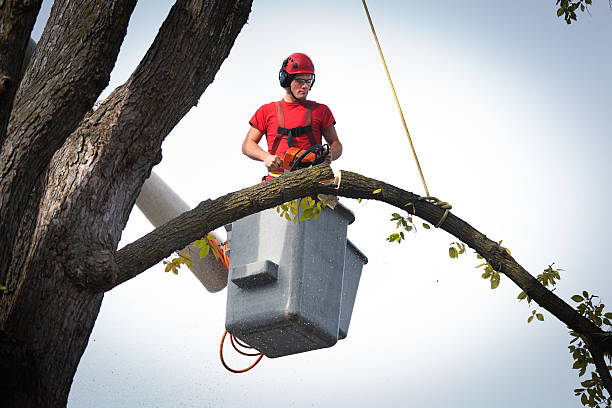 Best Tree Preservation Services  in Beale Af, CA